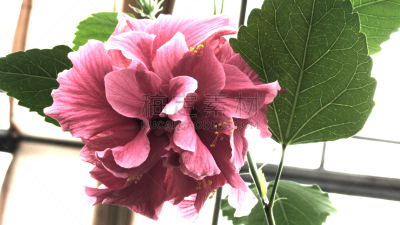 木槿属,苘麻,月季,宫灯百合,茶树,水平画幅,无人,户外,特写,仅一朵花