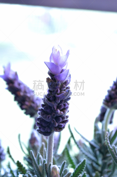 熏衣草,花头,白色,垂直画幅,无人,乡村风格,特写,仅一朵花,明亮,现代