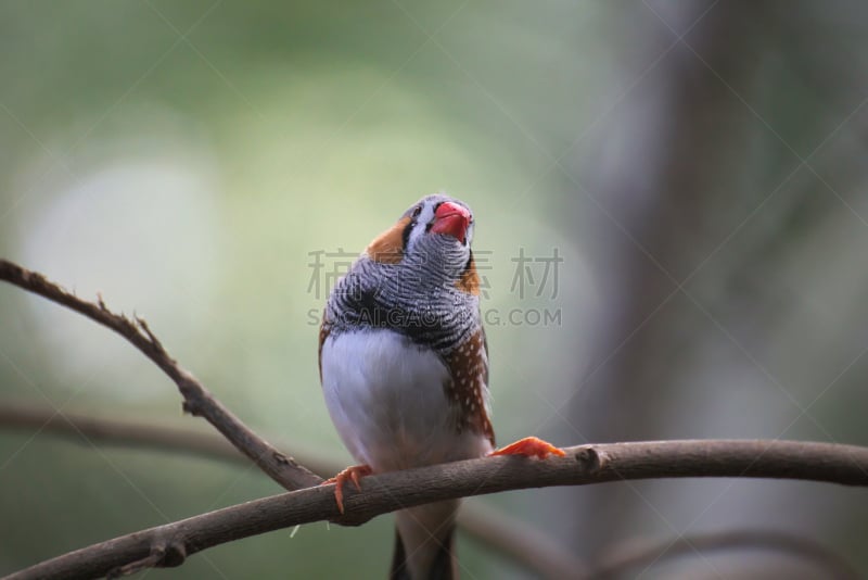 班玛纹雀,嫩枝,雄性动物,中景,影像年代,热带鸟,褐色,水平画幅,无人,鸟类