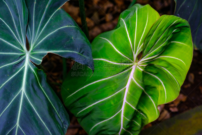 植物群,植物园,水,兰花,枝繁叶茂,夏天,石材,花园路,热带气候