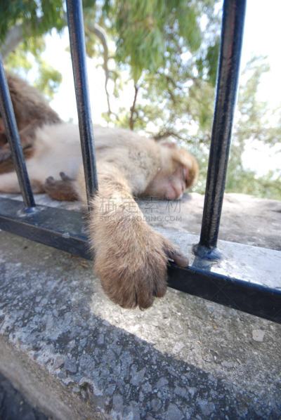 猴子,直布罗陀,地中海猕猴,野生动物,灵长目,猿,哺乳纲,一只动物,猕猴,著名景点