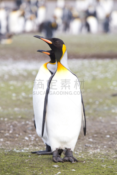 帝企鹅,南乔治亚岛,索尔兹伯里平原,垂直画幅,水,天空,雪,企鹅,动物身体部位,夏天