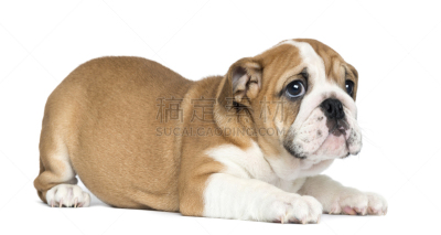 英格兰斗牛犬,小狗,白色,1到2个月,分离着色,褐色,纯种犬,水平画幅,无人,白色背景