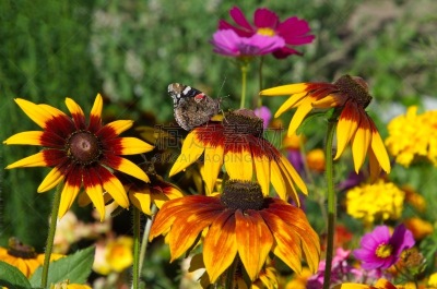 Beautiful blooming Rudbeckiа with butterfly