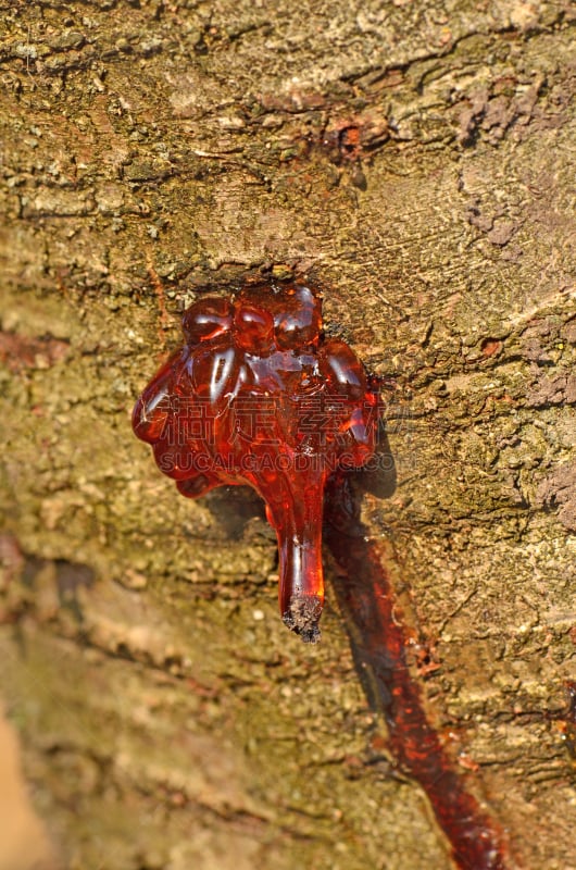 Splashed resin over the bark of the wood.