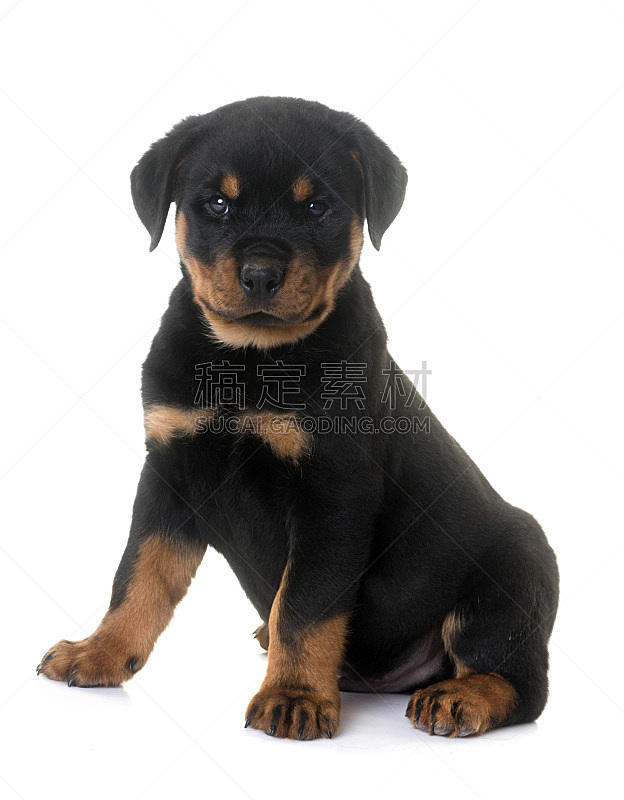 罗威纳犬 小狗 垂直画幅 纯种犬 小的 无人 白色背景 背景分离 幼小动物 黑色图片素材下载 稿定素材