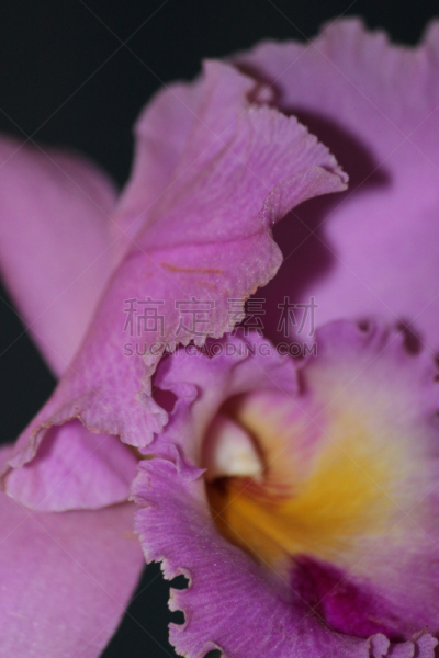 兰花,自然,垂直画幅,美国,雄蕊,无人,特写,单子叶植物,植物,紫色