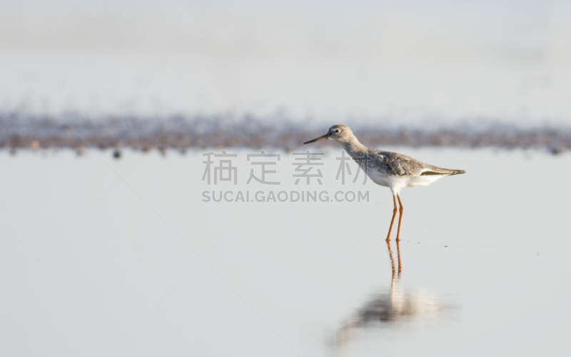 鹭管鱼,褐色,水平画幅,无人,鸟类,动物身体部位,野外动物,特写,白色,看