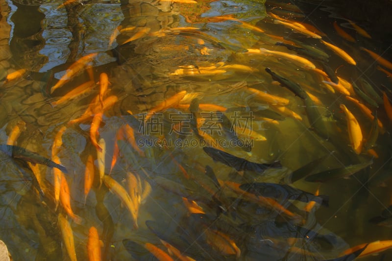 池塘,水,水平画幅,简易钓鱼,无人,水下,虹鳟鱼,户外,背鳍,动物鳍