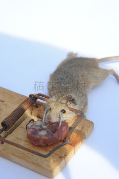 egyptian mau,捕鼠器,捕获的,垂直画幅,香肠,可爱的,鼠,无人,奶酪,啮齿目