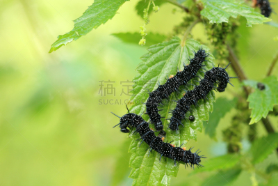 水平画幅,绿色,无人,荆棘,手持纸牌,野外动物,毛虫,黑森州,奥登瓦尔德,特写
