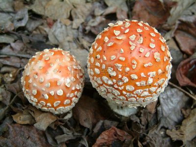 真菌,鹅膏菌,水平画幅,伴侣,两个物体,毒蘑菇,白色,植物,伞形毒菌,彩色图片