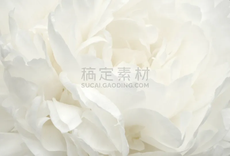 牡丹 柔和色 花瓣 背景 花朵 特写 白色 无人 图像 花图片素材下载 稿定素材 牡丹 柔和色 花瓣 背景 花朵 特写 白色 无人 图像 花图片素材下载 稿定素材