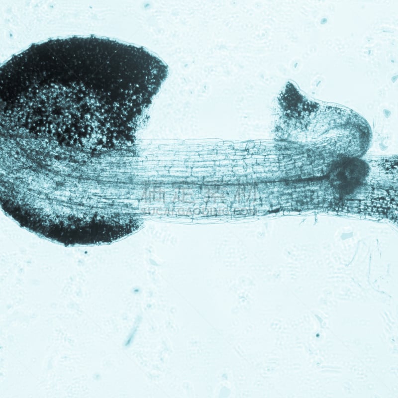 植物,根部,干细胞,大规模的放大,显微镜,生物科技,墙,科学实验,科学,生物学