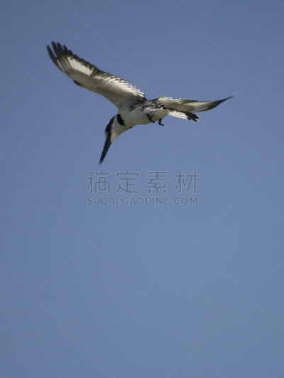 杂色翠鸟,垂直画幅,彩色图片,无人,水生动植物,鸟类,翠鸟,肯尼亚,摄影,飞