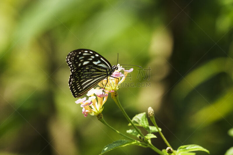 蝴蝶,Common Rose Swallowtail Butterfly,水平画幅,无人,昆虫,摄影