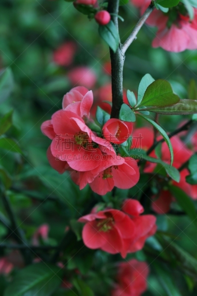 温柏,枝,花朵,皱皮木瓜,开花时间间隔,花蕾,垂直画幅,圣诞节,无人,圣诞树