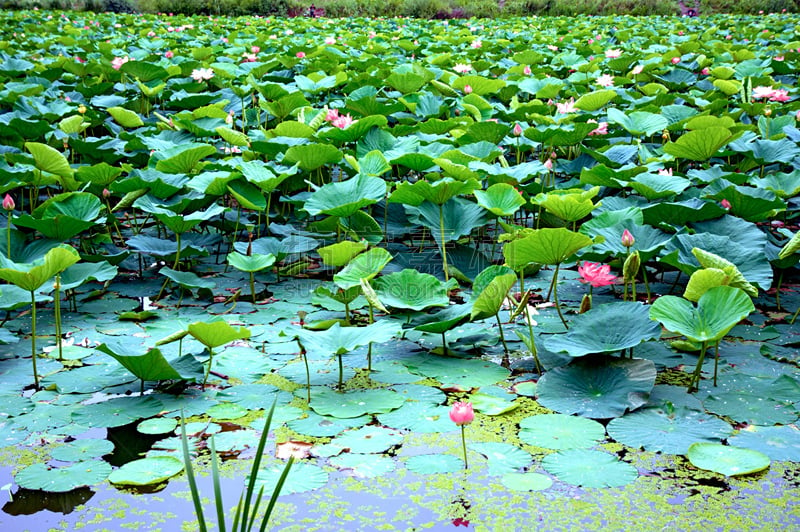 湖,荷花,最大,莲花湖,华丽的,水,天空,夏天,沼泽,风景