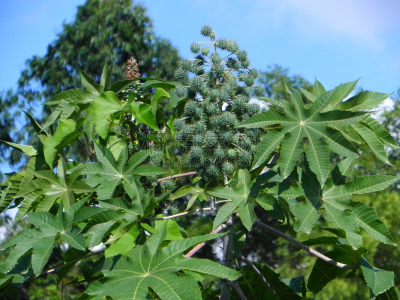 Ricinus comunis, mamona