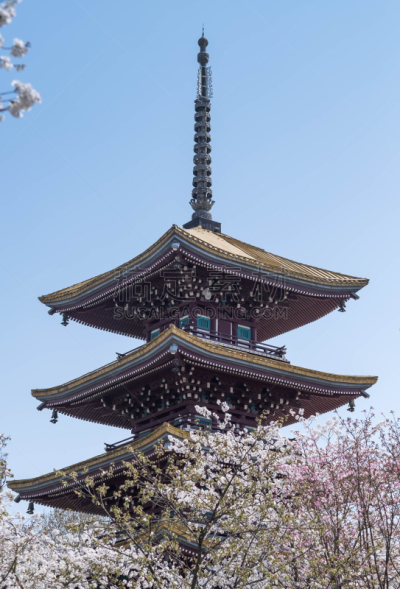 充满的,大量物体,园林,公园,樱之花,热,池塘,中国,植物,户外