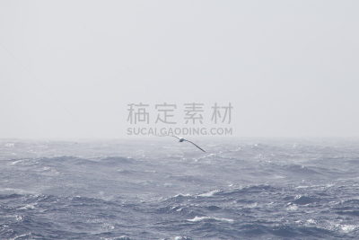 漂泊信天翁,水,天空,水平画幅,沙子,鸟类,巨大的,动物身体部位,夏天,户外