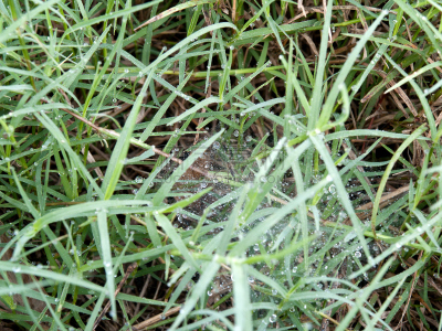 蜘蛛网,水,水平画幅,无人,湿,草坪,野外动物,户外,草,特写