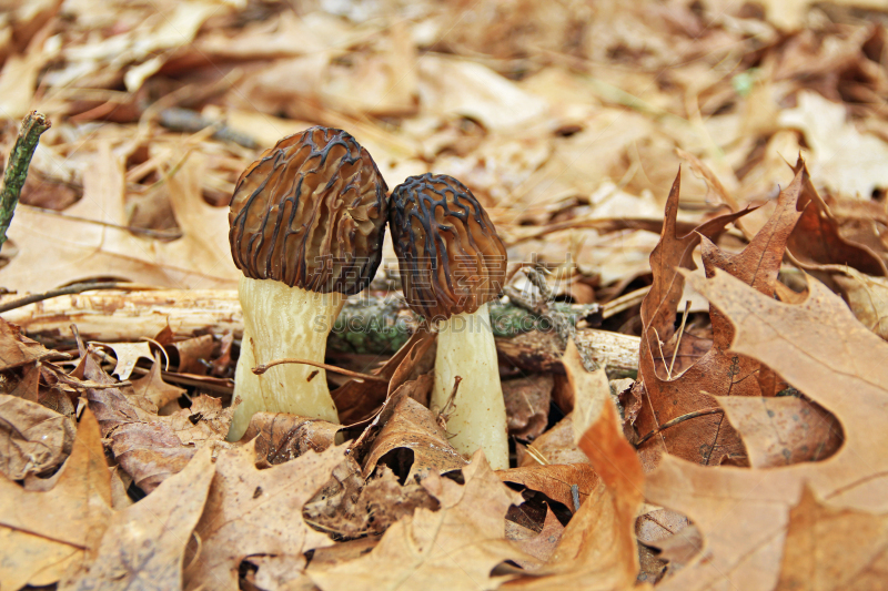 羊肚菌,特写,野外动物,子囊果,清新,食品,灰色,棍,真菌,2015年