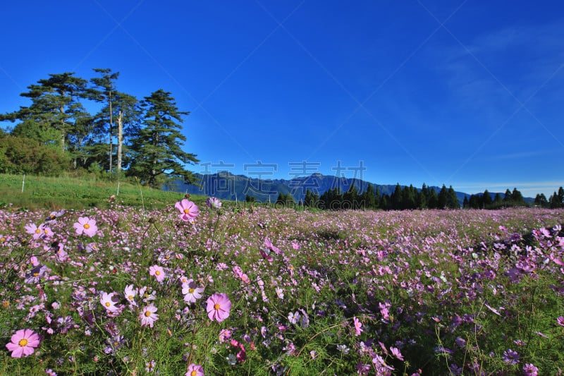 大波斯菊,自然美,风景,菊花,美,水平画幅,山,无人,户外,草