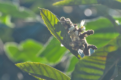 枇杷树,水平画幅,无人,园艺,纯净,户外,特写,生态多样性,明亮,瑞属拉普兰