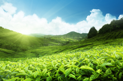 茶树,马来西亚,金马仑高原,巨大的,天空,水平画幅,山,无人,早晨,夏天