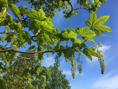 小无花果树,2018,五月,幼小动物,自然,天空,水平画幅,无人,草,太阳