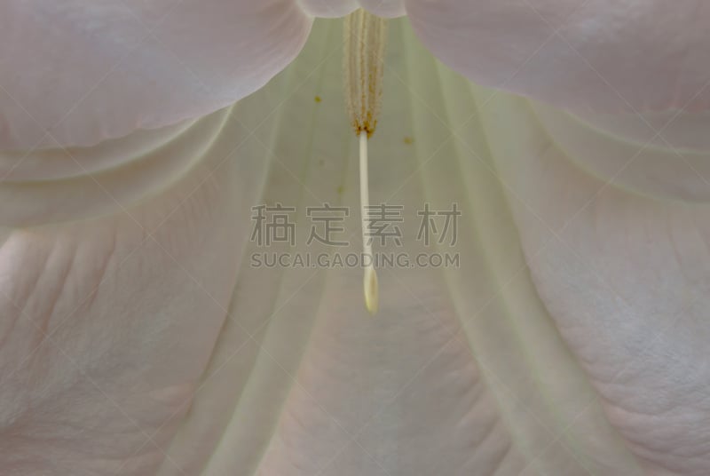 angel's 喇叭,小号,天使,花朵,李郡,迈尔斯堡酒店,茄科,芳香的,纹理效果,枝繁叶茂