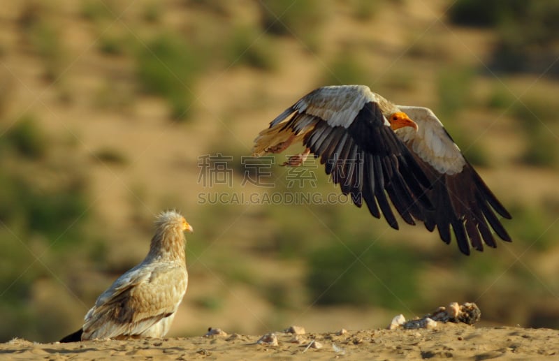 egyptian vulture,喙,水平画幅,鸟类,秃鹰,翎毛,濒危物种,飞,摄影