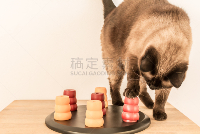 暹罗猫,宠物,谜题游戏,水平画幅,进行中,智慧,爪子,动物身体部位,用爪子抓,问题