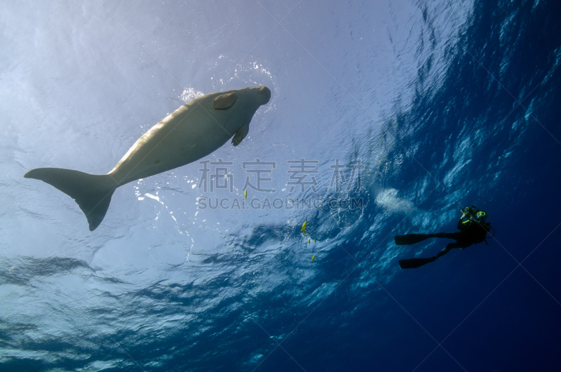 儒艮,红海,水,热带鱼,水平画幅,水肺潜水,无人,蓝色,水下,野外动物