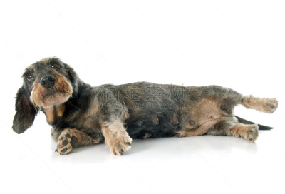 腊肠犬,金属丝,钢毛德国猎犬,纯种犬,水平画幅,古老的,白色背景,背景分离,疲劳的,影棚拍摄