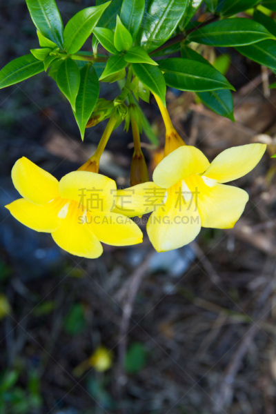 金色,小号,仅一朵花,软枝黄蝉,毛莨科,自然,垂直画幅,芳香的,无人,特写
