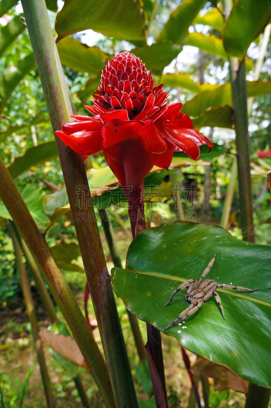 gingerlily,叶子,手电筒,漫游蜘蛛,垂直画幅,无人,港桥,蜘蛛纲,野外动物