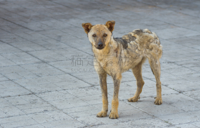 可爱的,癣菌,街道,狗,自然,纯种犬,水平画幅,家畜,无人,户外