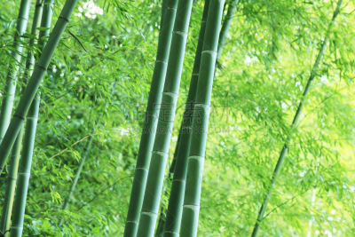 嵯峨野,上京区京都,竹林,岚山,京都府,水平画幅,地形,无人,日本,材料