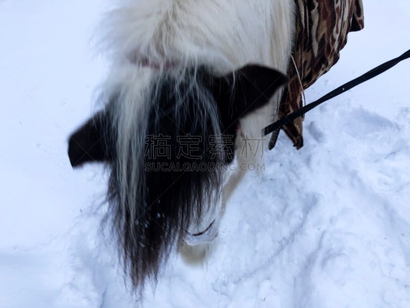 马,雪,乐趣,鞍马,有蹄哺乳动物,小马,马属,小的,动物,动物习性