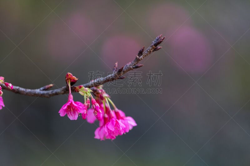 樱花,美,水平画幅,樱桃,无人,特写,泰国,白色,清新,自然界的状态