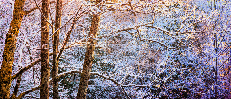 雪,春天,森林,气候,寒冷,从容态度,霜,天气,复古风格