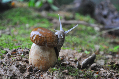蘑菇,蜗牛,鸭舌帽,森林,巨大的,porcini mushroom,泥泞的,鼻涕虫,食用菌,缓慢的