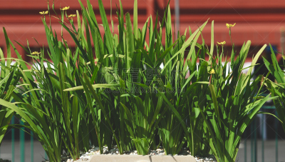 outdoor grass decoration in the public park