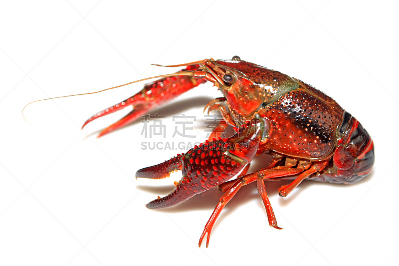 小龙虾,自然,无脊椎动物,水平画幅,生物,节肢动物,海洋生命,红色,白色,龙虾