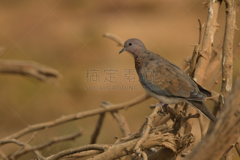 棕斑鸠,自然,山鸟类,鹡鸰,野生动物,图像,翅膀,北美歌雀,波斯湾,小的