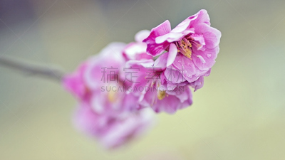 Plum Blossom