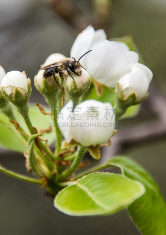 黄蜂,钓钟柳,垂直画幅,美,动物身体部位,夏天,户外,卡通,特写,田地