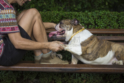 业主,斗牛犬,长椅,特写,自然,水平画幅,英格兰斗牛犬,人,夏天,户外